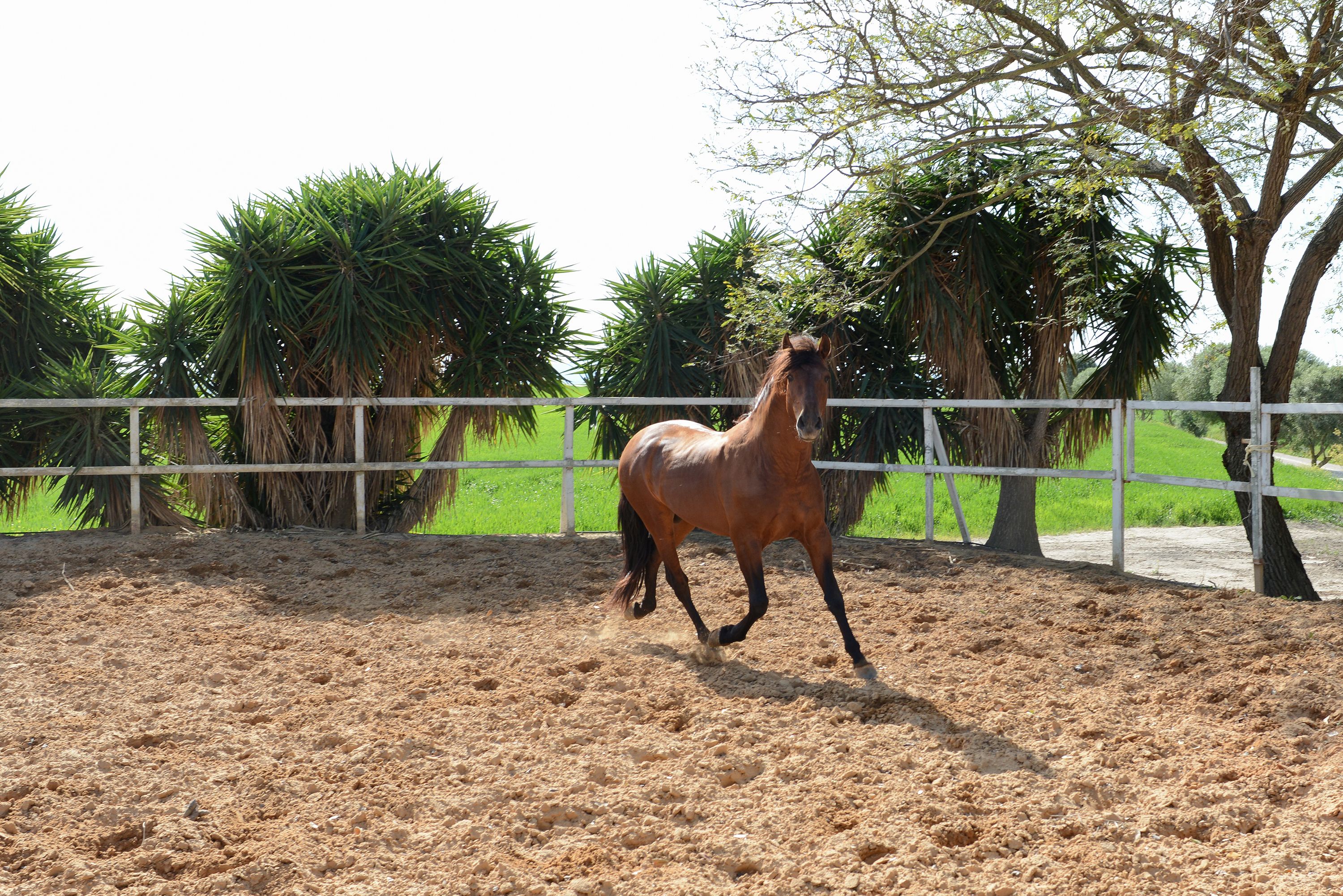 Foto 15 de Venta de caballos en  | Yeguada Ana María Bohórquez Martínez