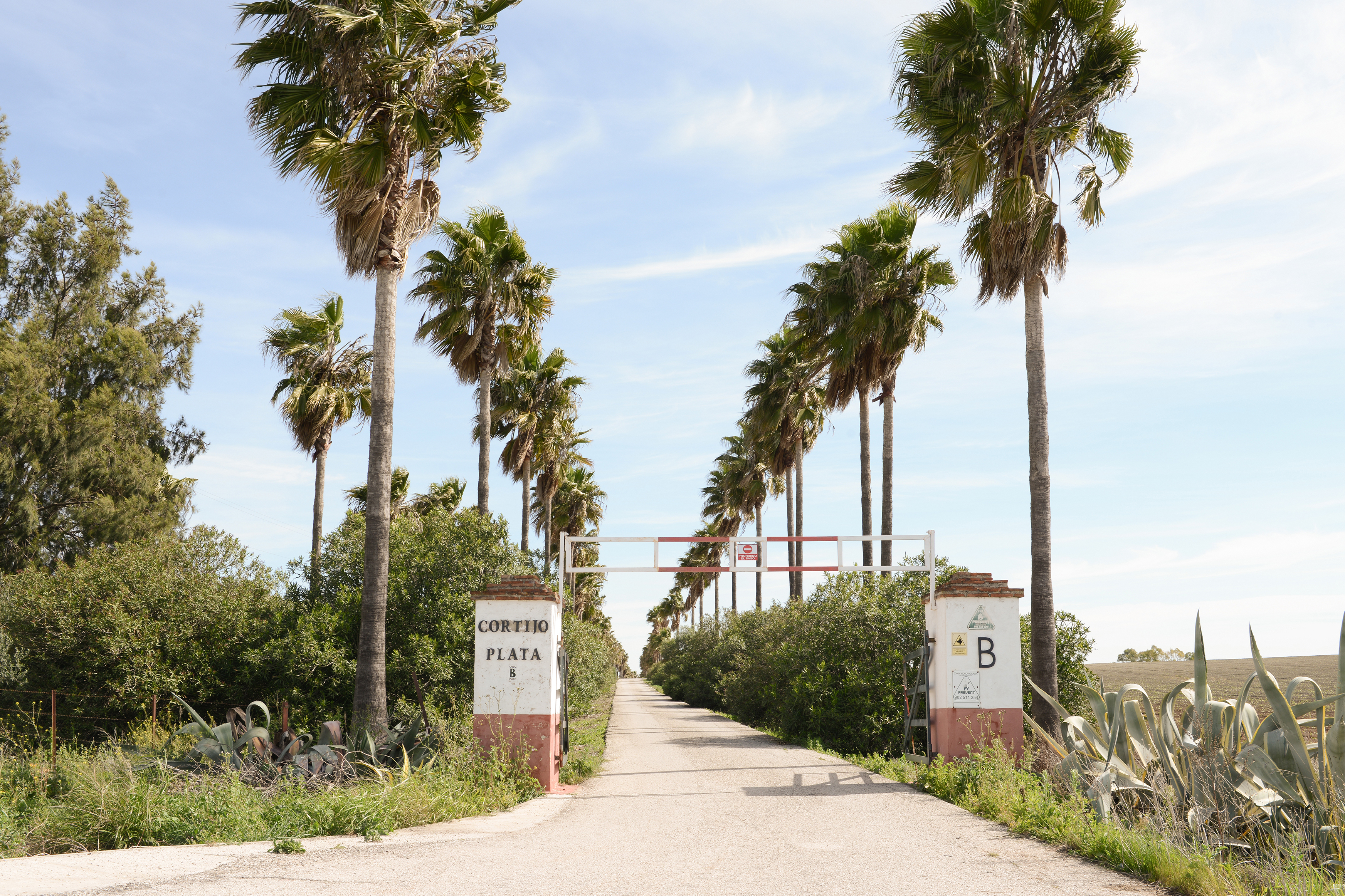 Venta caballos hispano árabes Jerez de la Frontera