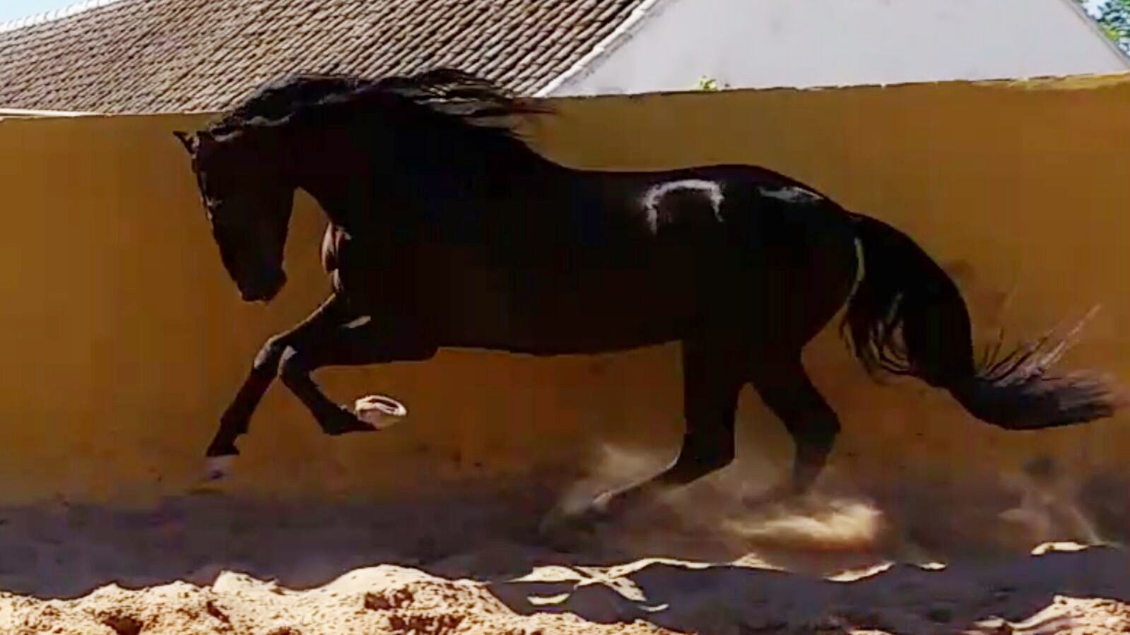 Comprar caballos de pura raza en Jerez de la Frontera