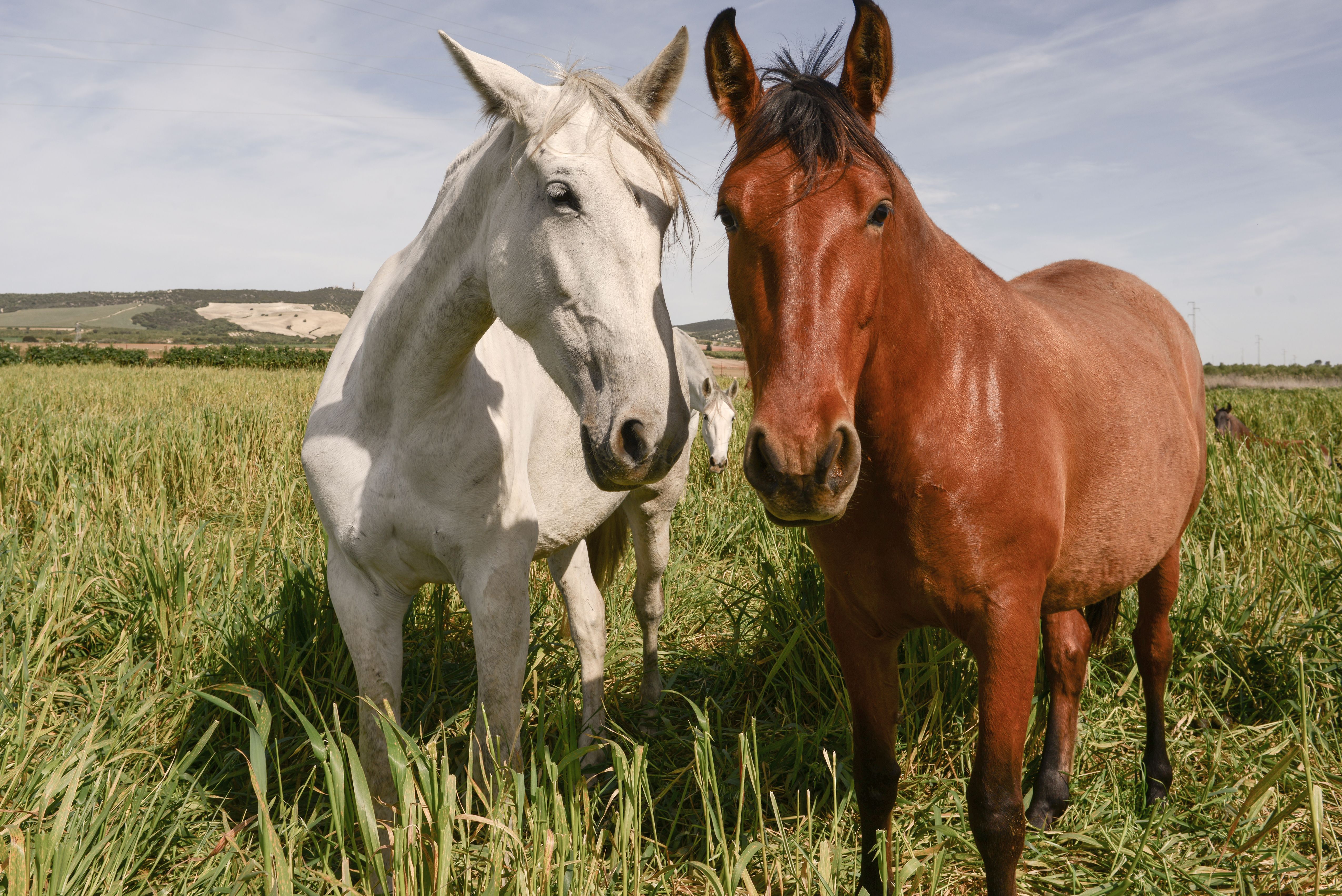 Foto 10 de Venta de caballos en  | Yeguada Ana María Bohórquez Martínez