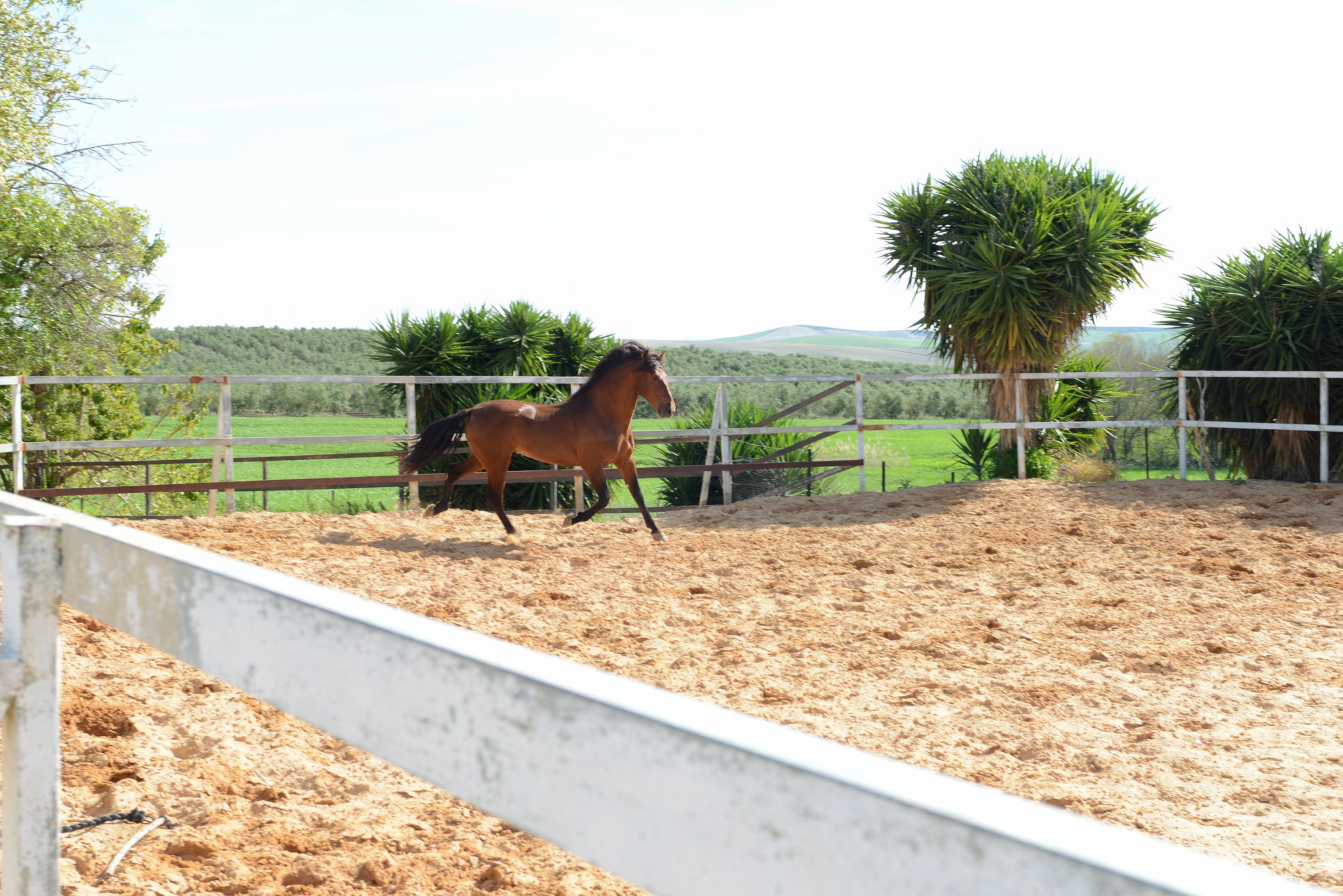 Foto 14 de Venta de caballos en  | Yeguada Ana María Bohórquez Martínez