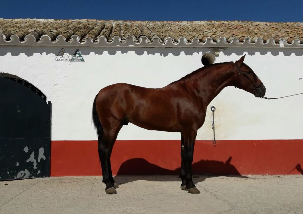 Yeguada dedicada a la cría de potros de pura raza en Jerez de la Frontera