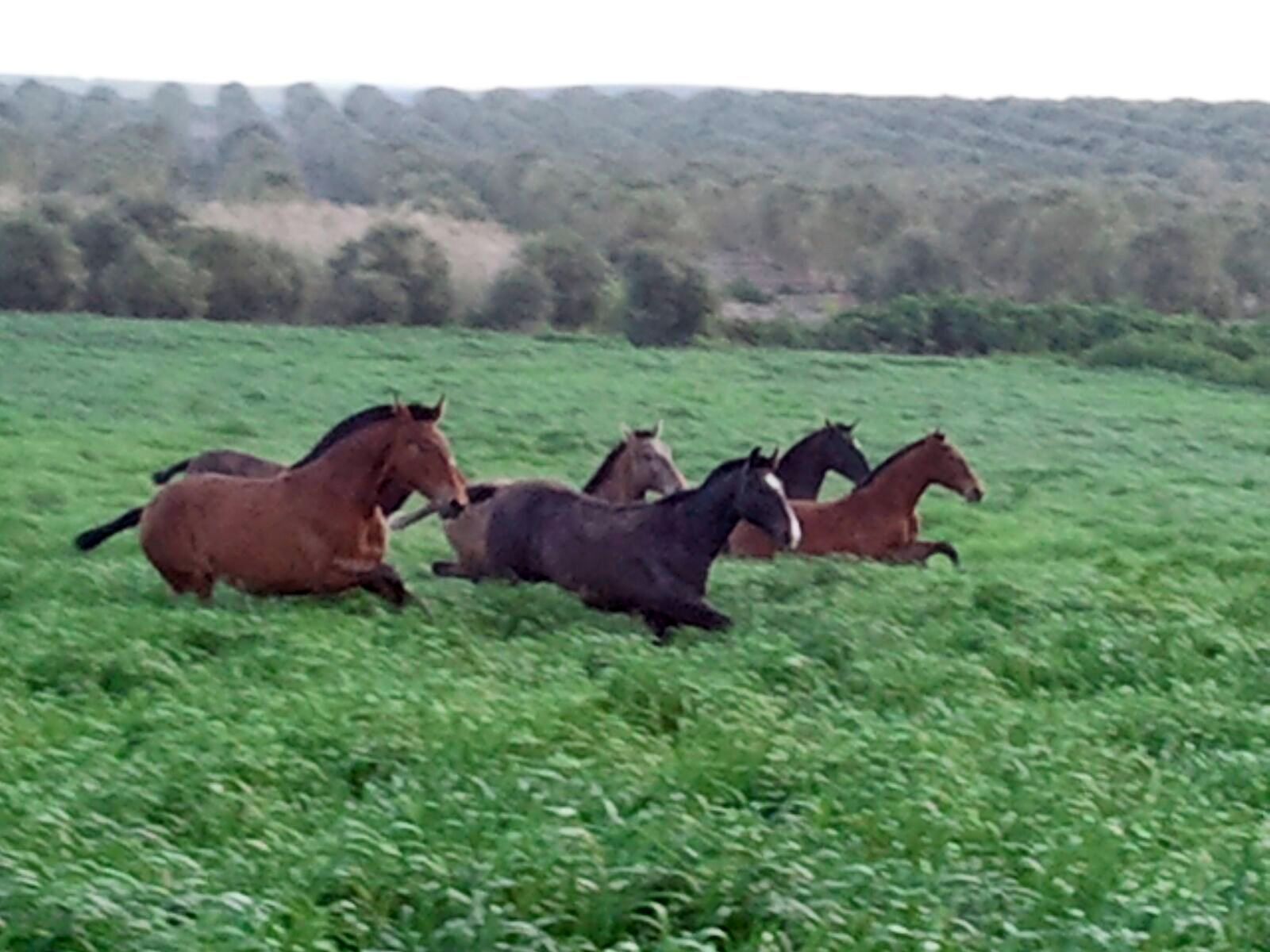 Finca de caballos de pura raza en Jerez de la Frontera