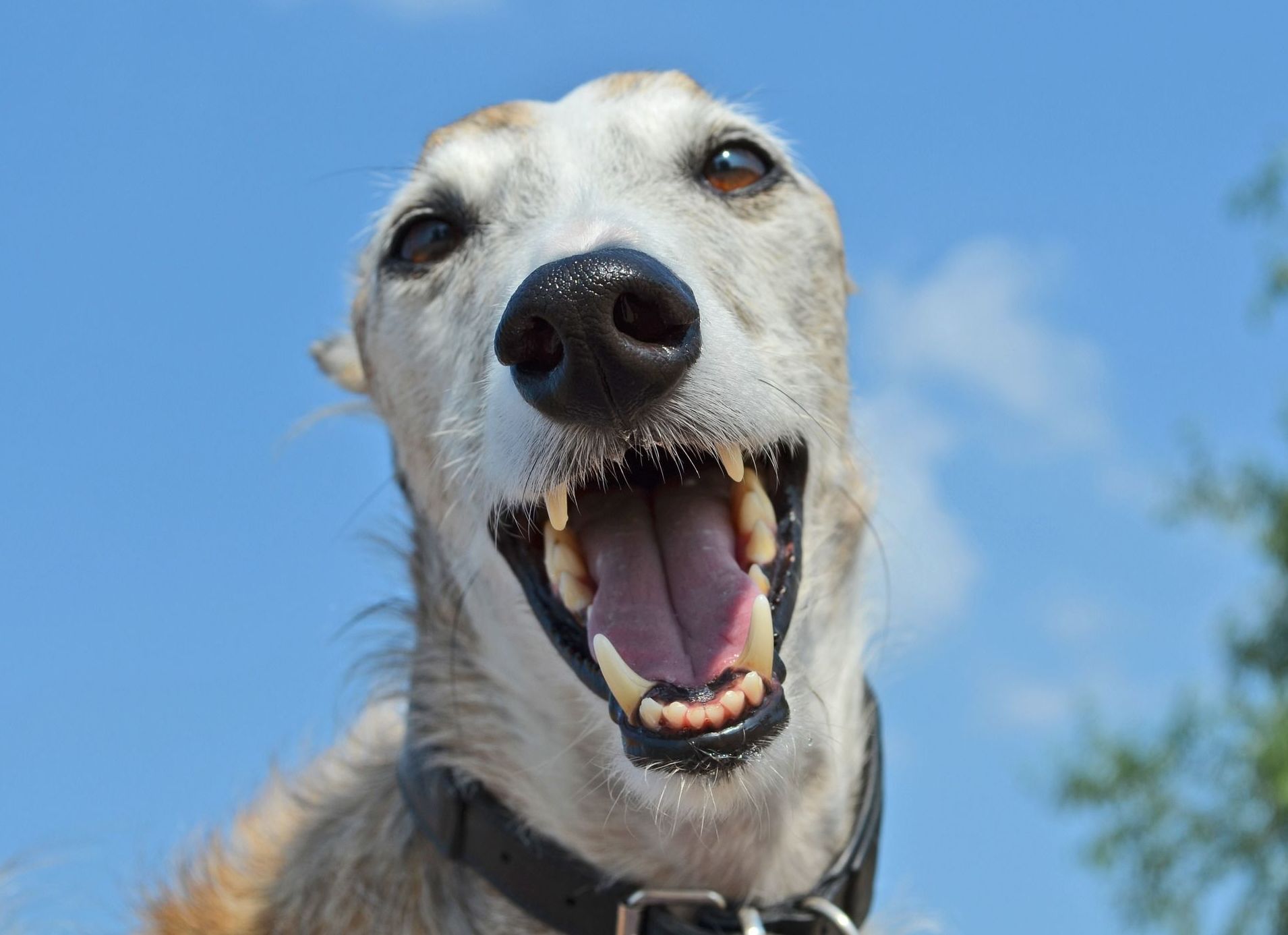 Limpiezas dentales: Servicios de Clínica Veterinaria Estrella Rubio Limpiezas dentales: Servicios de Clínica Veterinaria Estrella Rubio