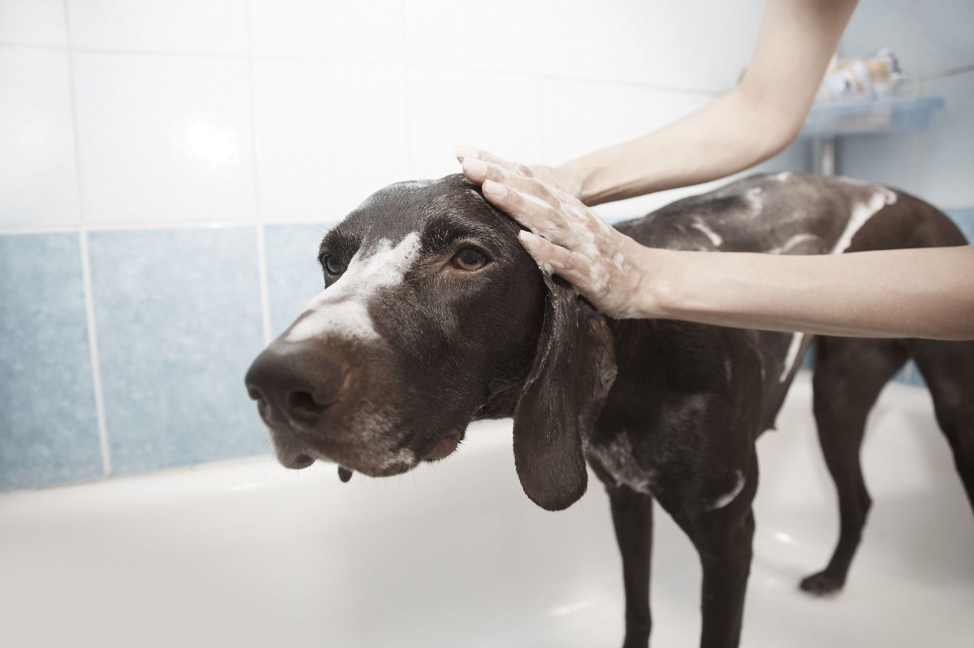 Peluquería: Servicios de Clínica Veterinaria Estrella Rubio Peluquería: Servicios de Clínica Veterinaria Estrella Rubio