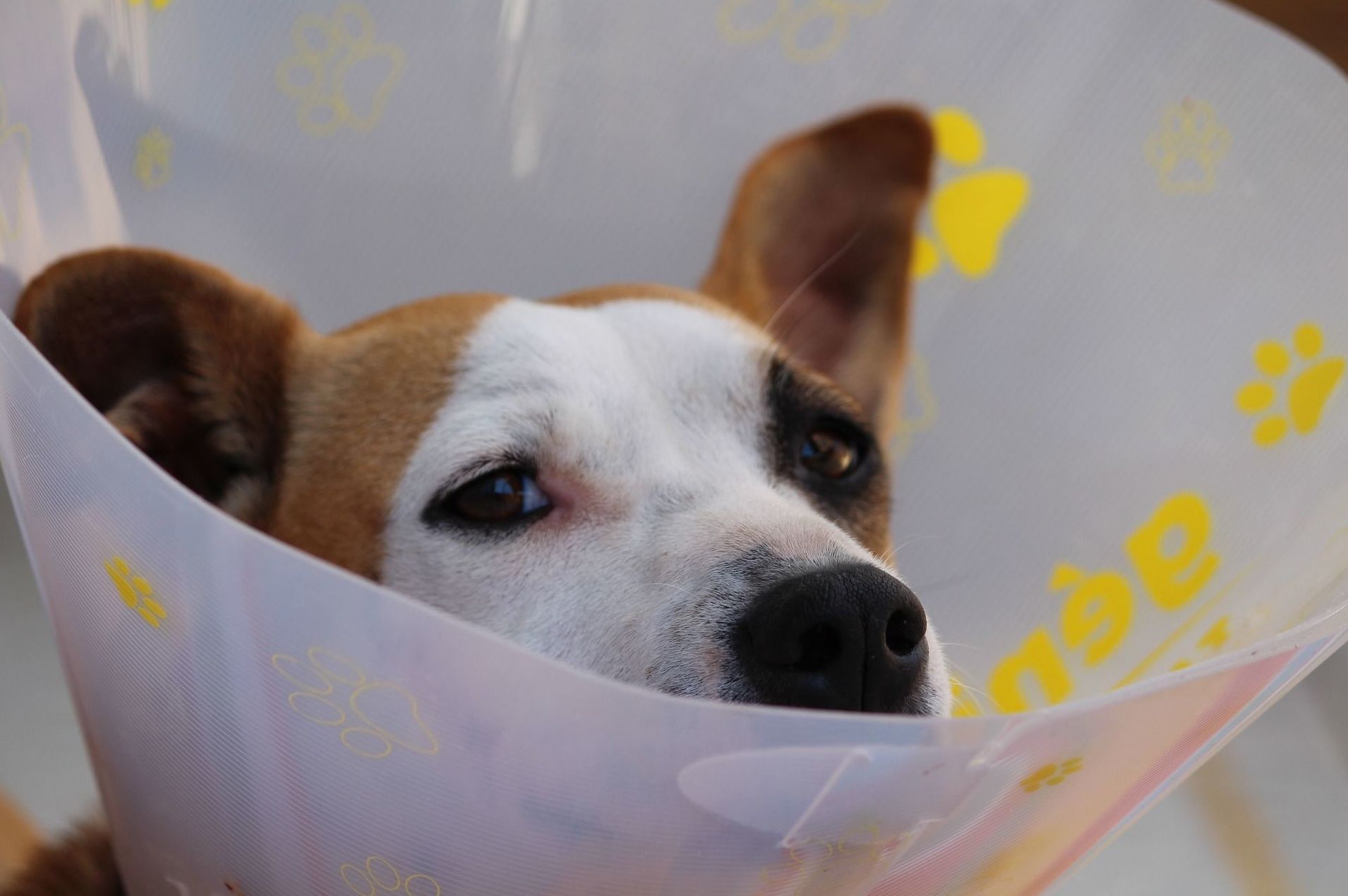 Cirugías: Servicios de Clínica Veterinaria Estrella Rubio Cirugías: Servicios de Clínica Veterinaria Estrella Rubio