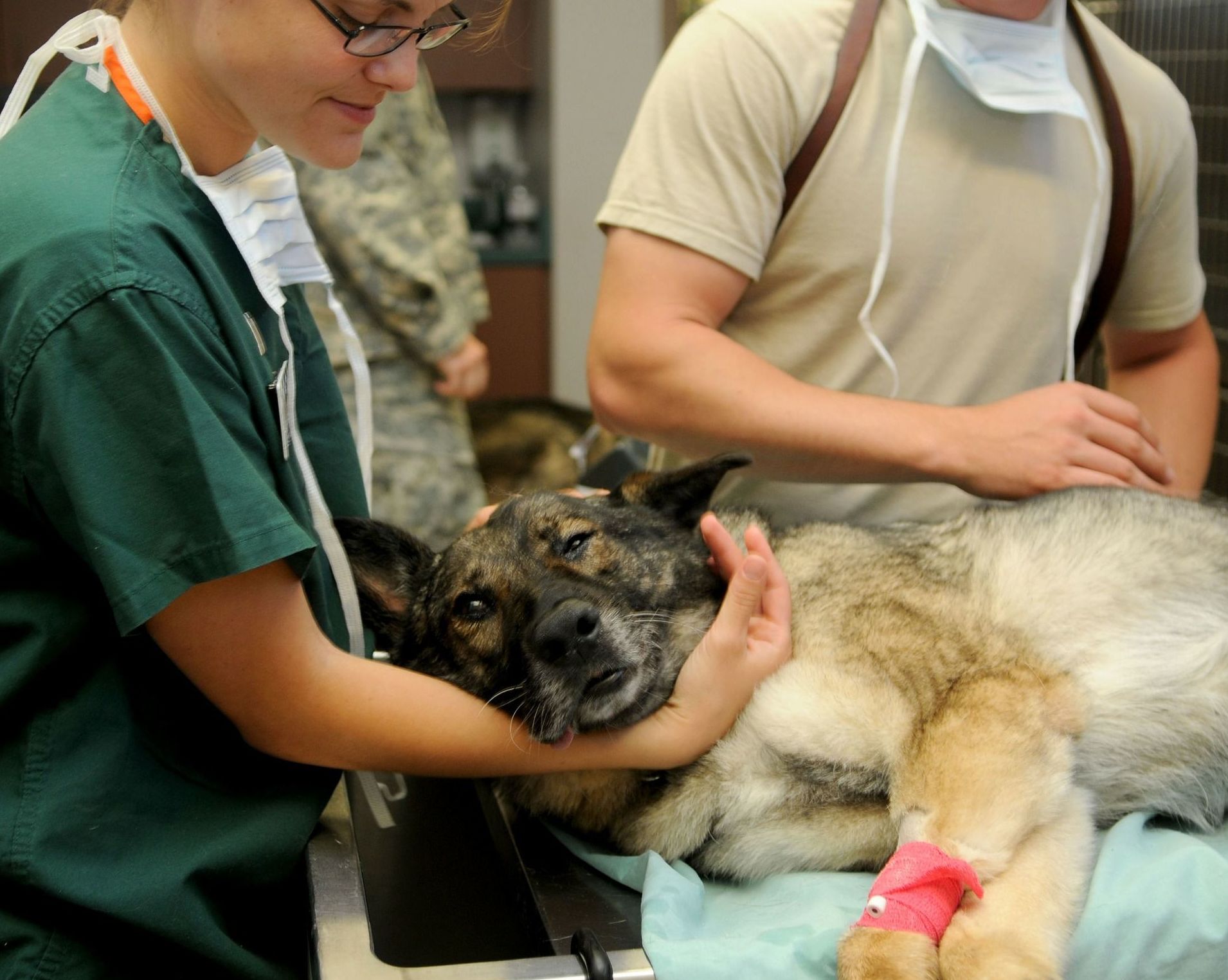 Vacunación: Servicios de Clínica Veterinaria Estrella Rubio Vacunación: Servicios de Clínica Veterinaria Estrella Rubio