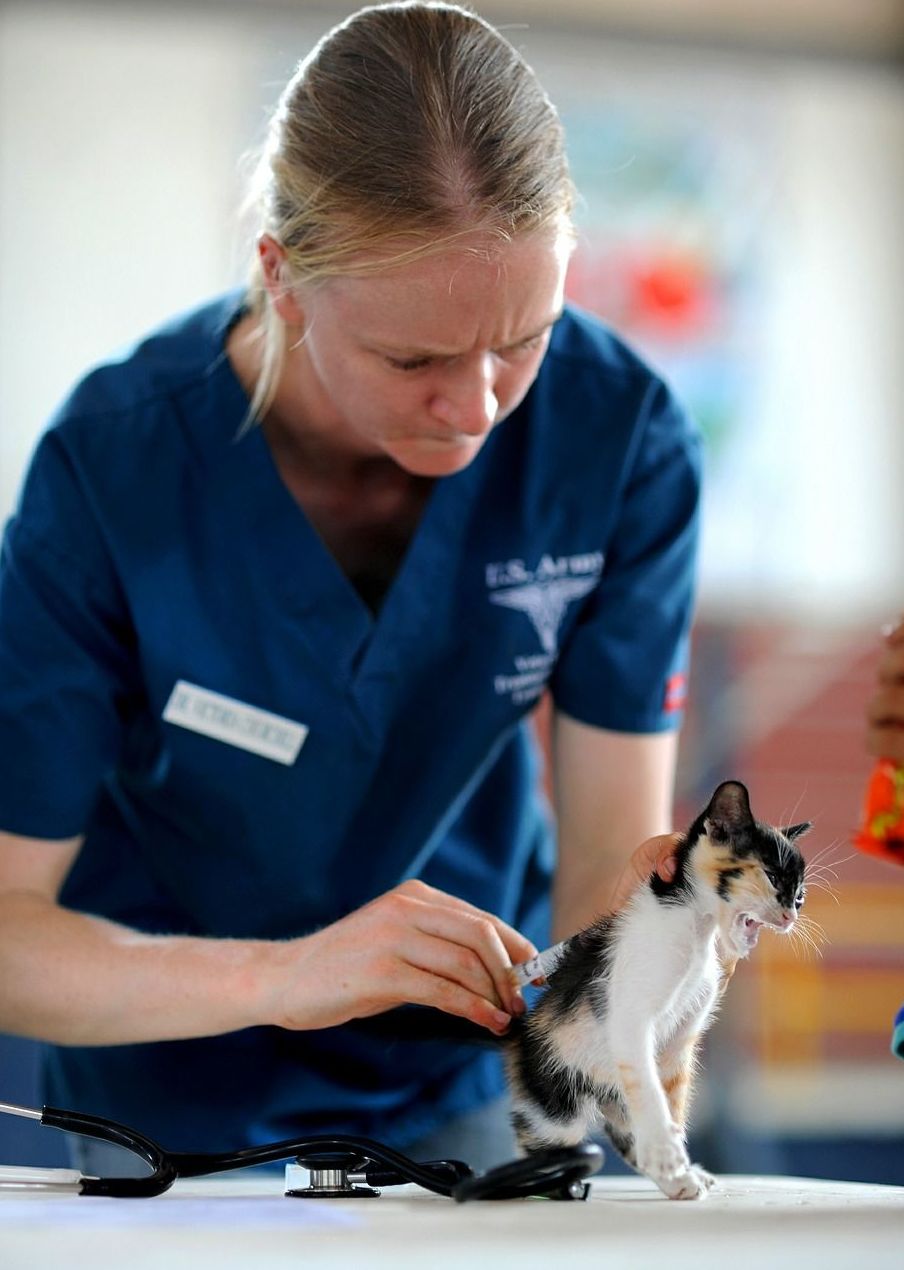 Urgencias a domicilio: Servicios de Clínica Veterinaria Estrella Rubio Urgencias a domicilio: Servicios de Clínica Veterinaria Estrella Rubio