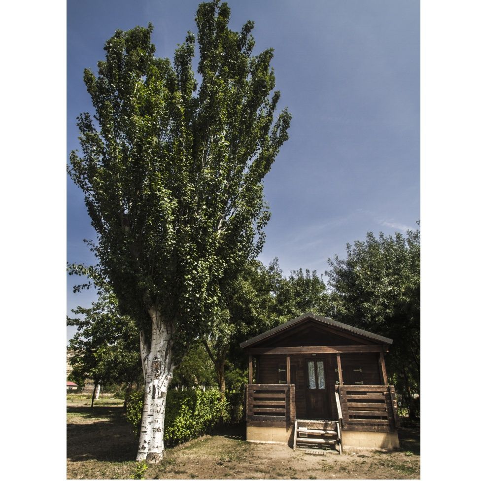 Bungalows: Servicios de Camping Don Quijote Bungalows: Servicios de Camping Don Quijote