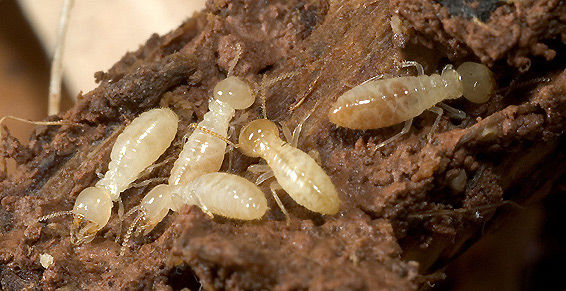 Control de termitas Control de termitas