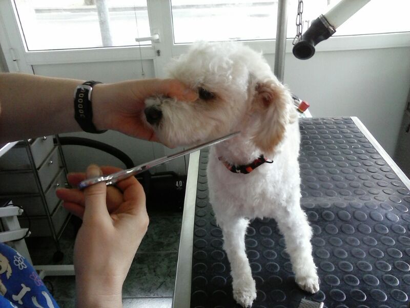 Peluquería canina: Servicios de Estilisme Cani Bouboule Peluquería canina: Servicios de Estilisme Cani Bouboule