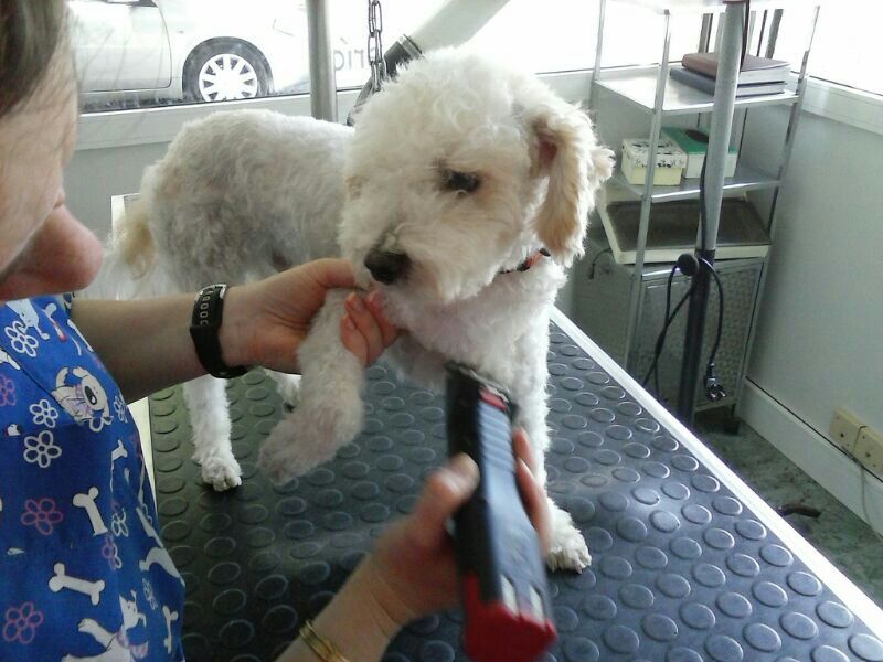 Peluquería canina: Servicios de Estilisme Cani Bouboule Peluquería canina: Servicios de Estilisme Cani Bouboule