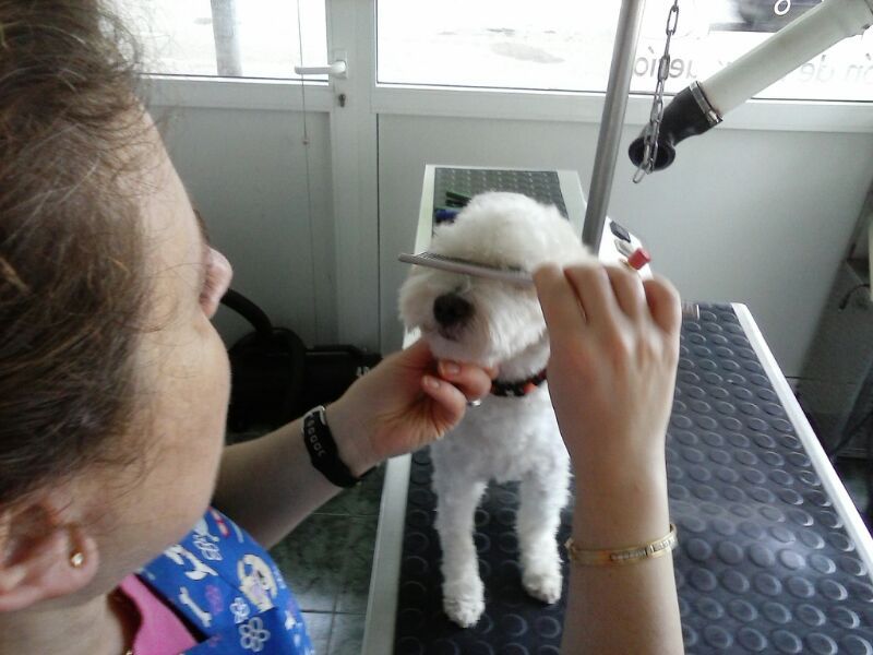 Peluquería canina: Servicios de Estilisme Cani Bouboule Peluquería canina: Servicios de Estilisme Cani Bouboule