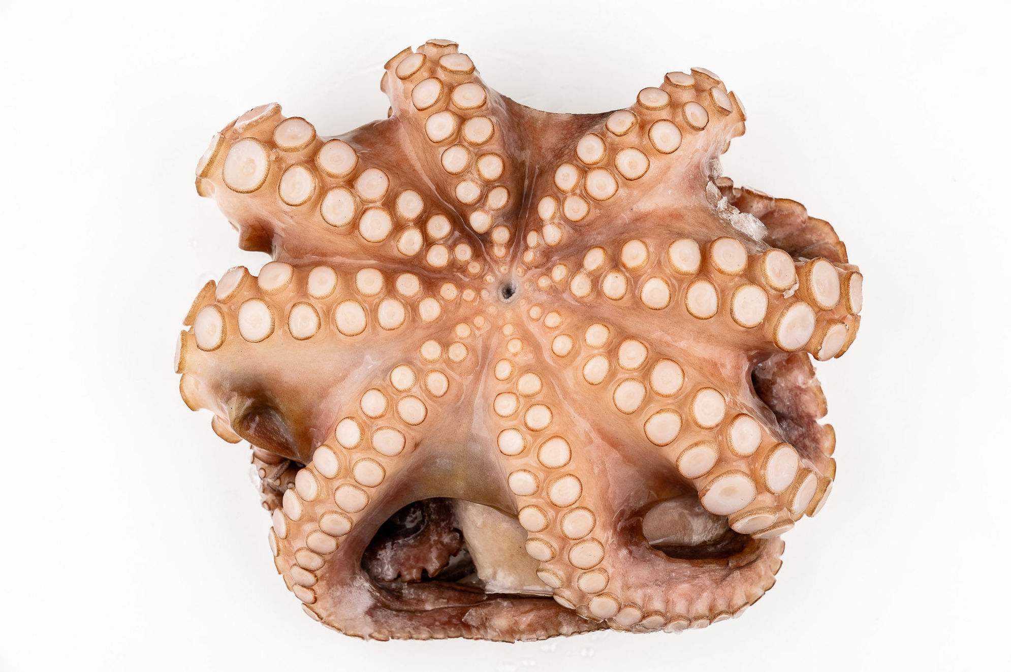 Pulpo Batido (sin Glaseo) Pulpo Batido (sin Glaseo)