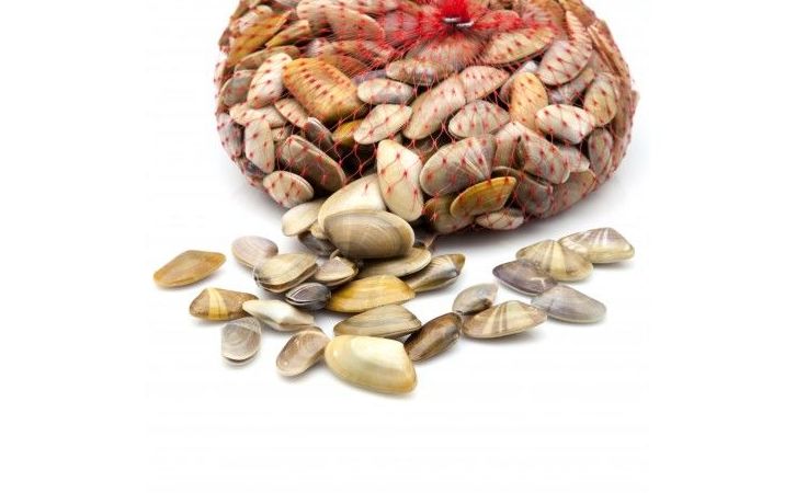 Coquina Coquina