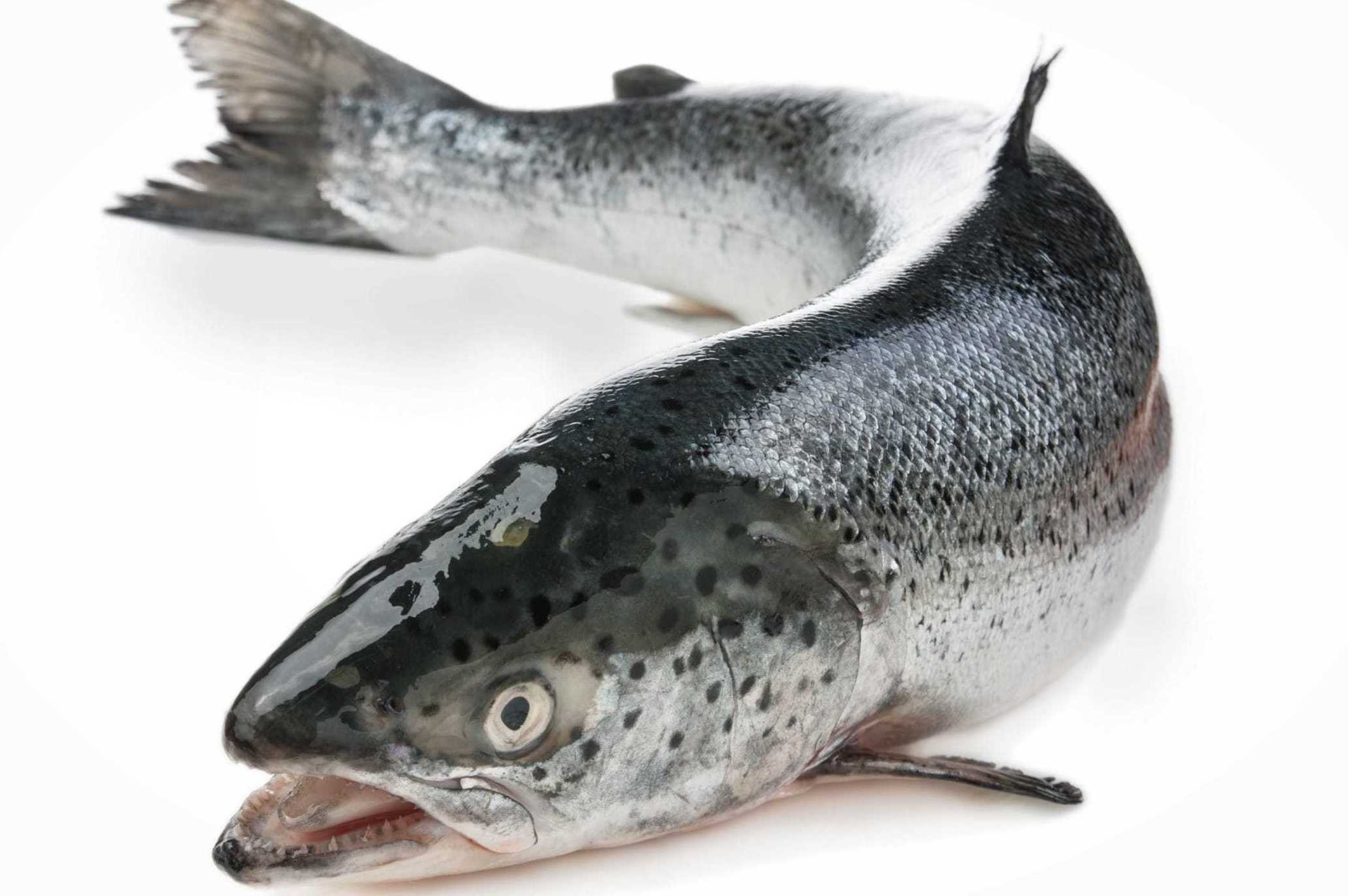 Salmón Fresco Salmón Fresco