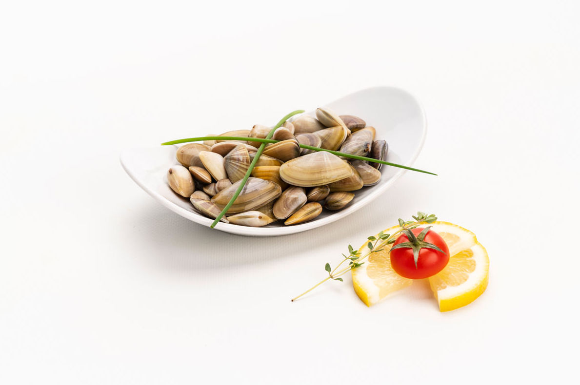 Coquina Coquina