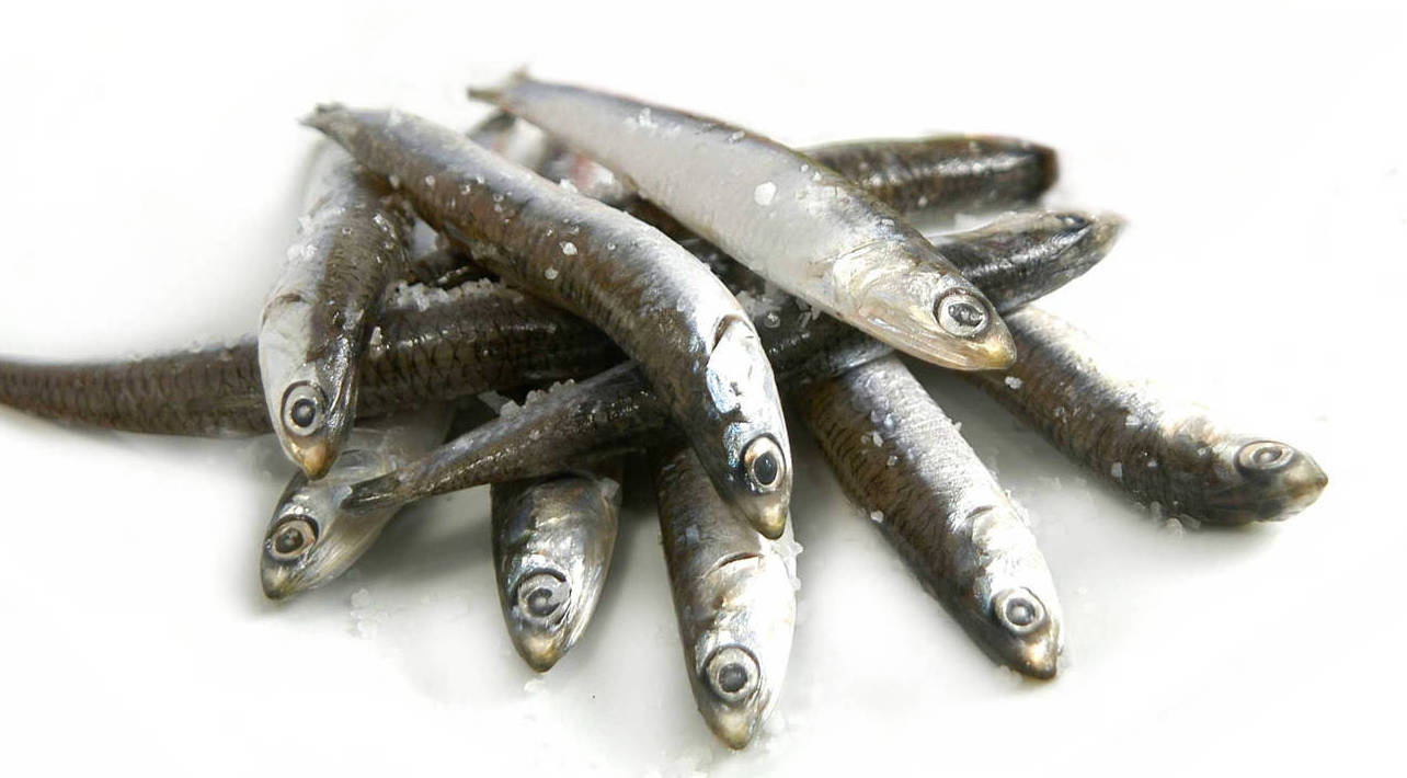 Boquerón Congelado Boquerón Congelado
