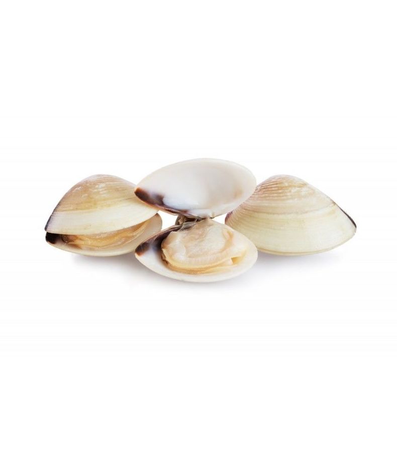 Almeja Blanca: Catálogo de Productos ISK de Isomarket Iberian SL Almeja Blanca: Catálogo de Productos ISK de Isomarket Iberian SL