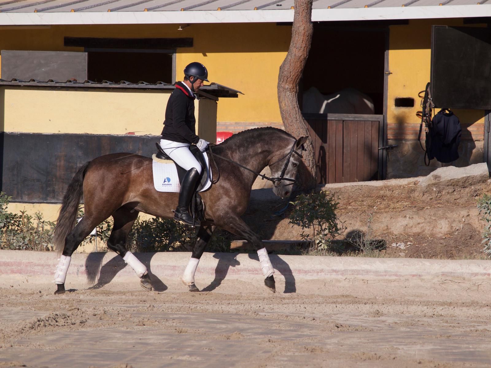 Doma y preparación de caballos: Servicios de Hípica Sol y Luna Doma y preparación de caballos: Servicios de Hípica Sol y Luna