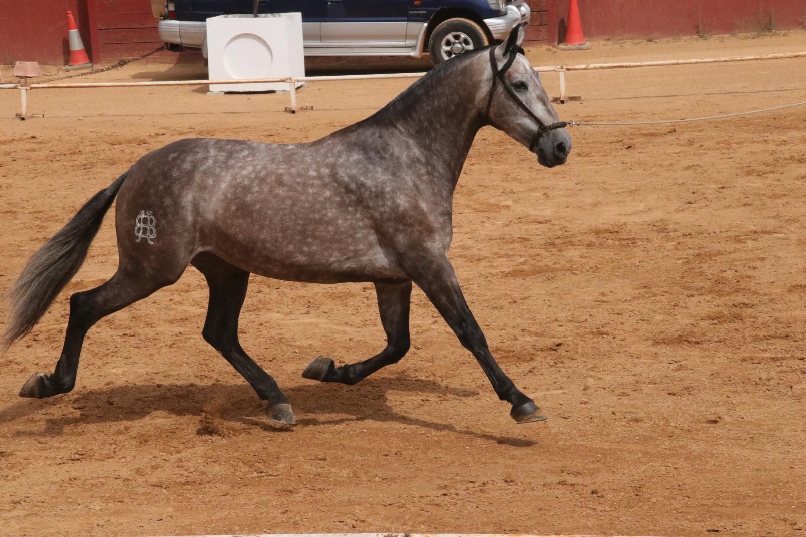 Compra y venta de caballos: Servicios de Hípica Sol y Luna Compra y venta de caballos: Servicios de Hípica Sol y Luna