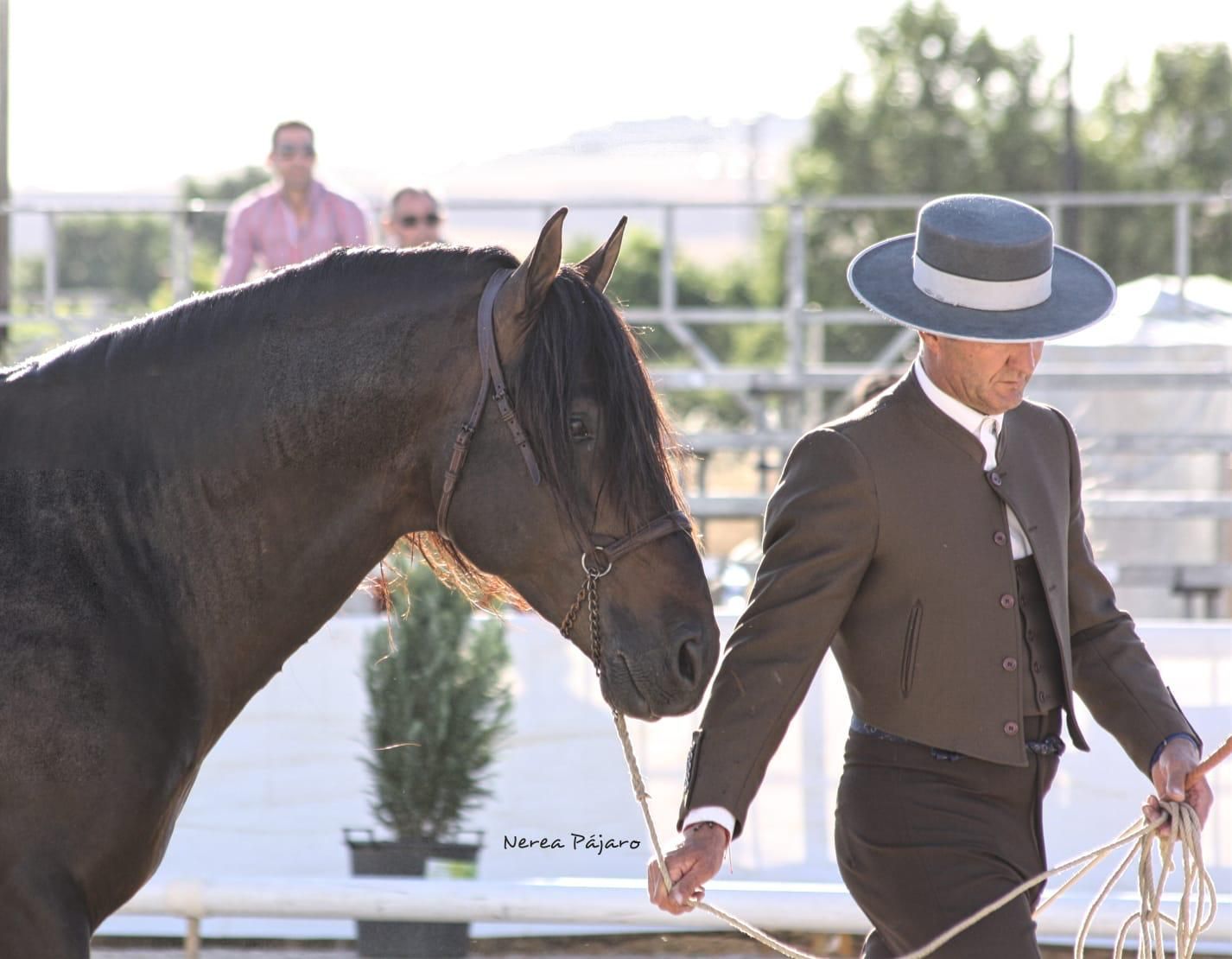 Compra y venta de caballos: Servicios de Hípica Sol y Luna Compra y venta de caballos: Servicios de Hípica Sol y Luna
