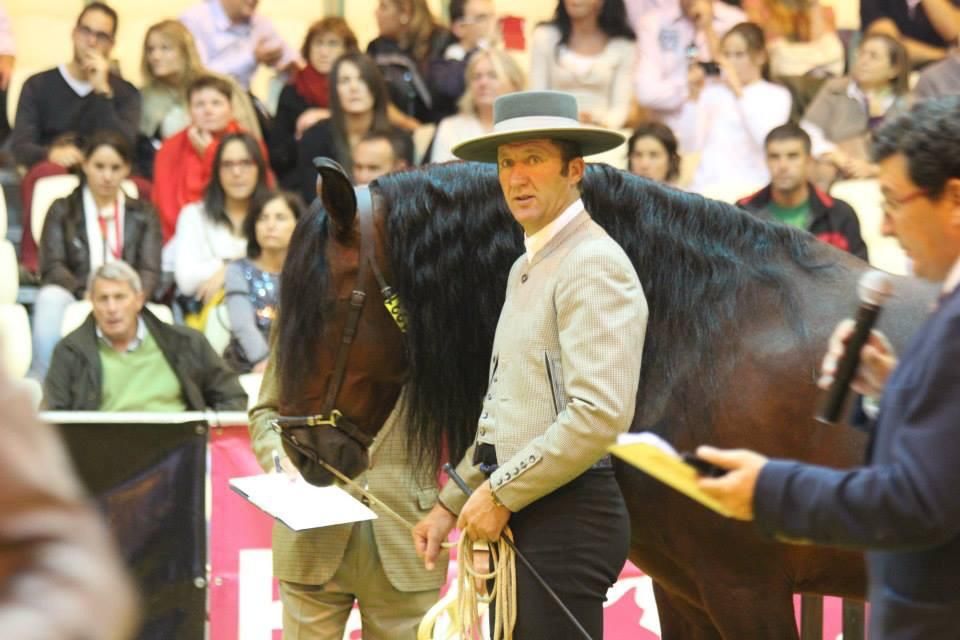 Compra y venta de caballos: Servicios de Hípica Sol y Luna Compra y venta de caballos: Servicios de Hípica Sol y Luna