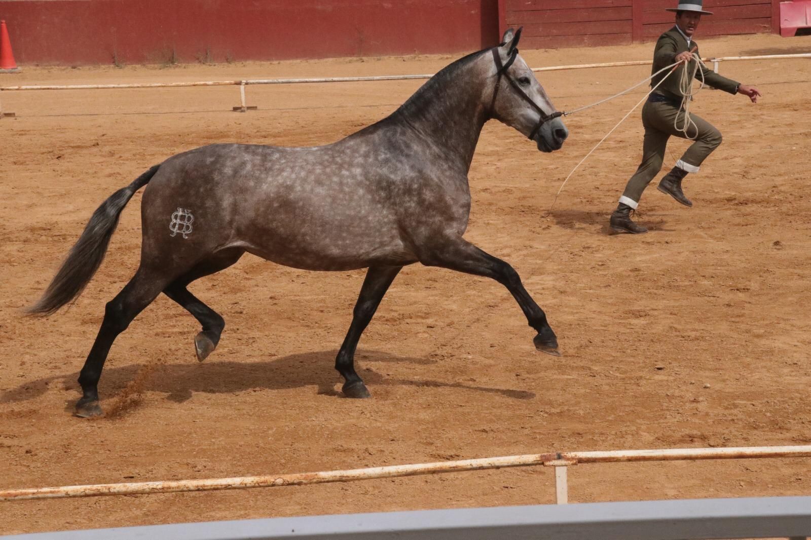 Doma y preparación de caballos: Servicios de Hípica Sol y Luna Doma y preparación de caballos: Servicios de Hípica Sol y Luna