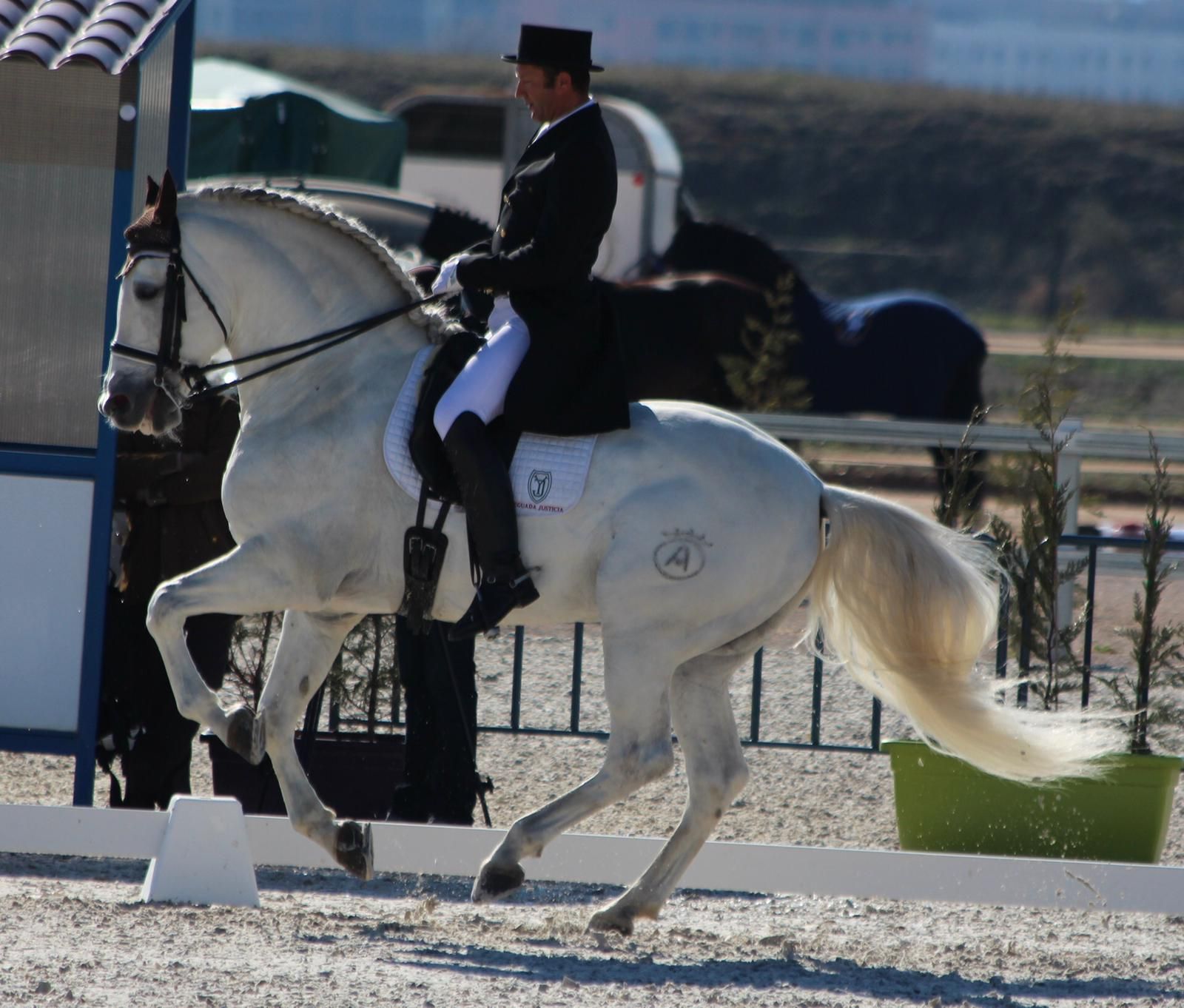 Doma y preparación de caballos: Servicios de Hípica Sol y Luna Doma y preparación de caballos: Servicios de Hípica Sol y Luna