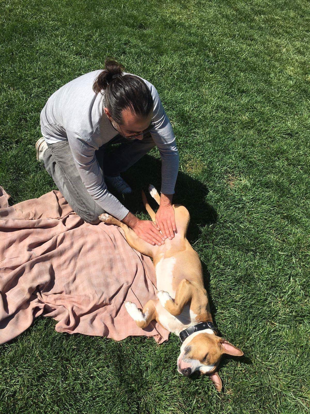 Terapeuta para animales: Método HEIKŌ de Método HEIKŌ Terapeuta para animales: Método HEIKŌ de Método HEIKŌ