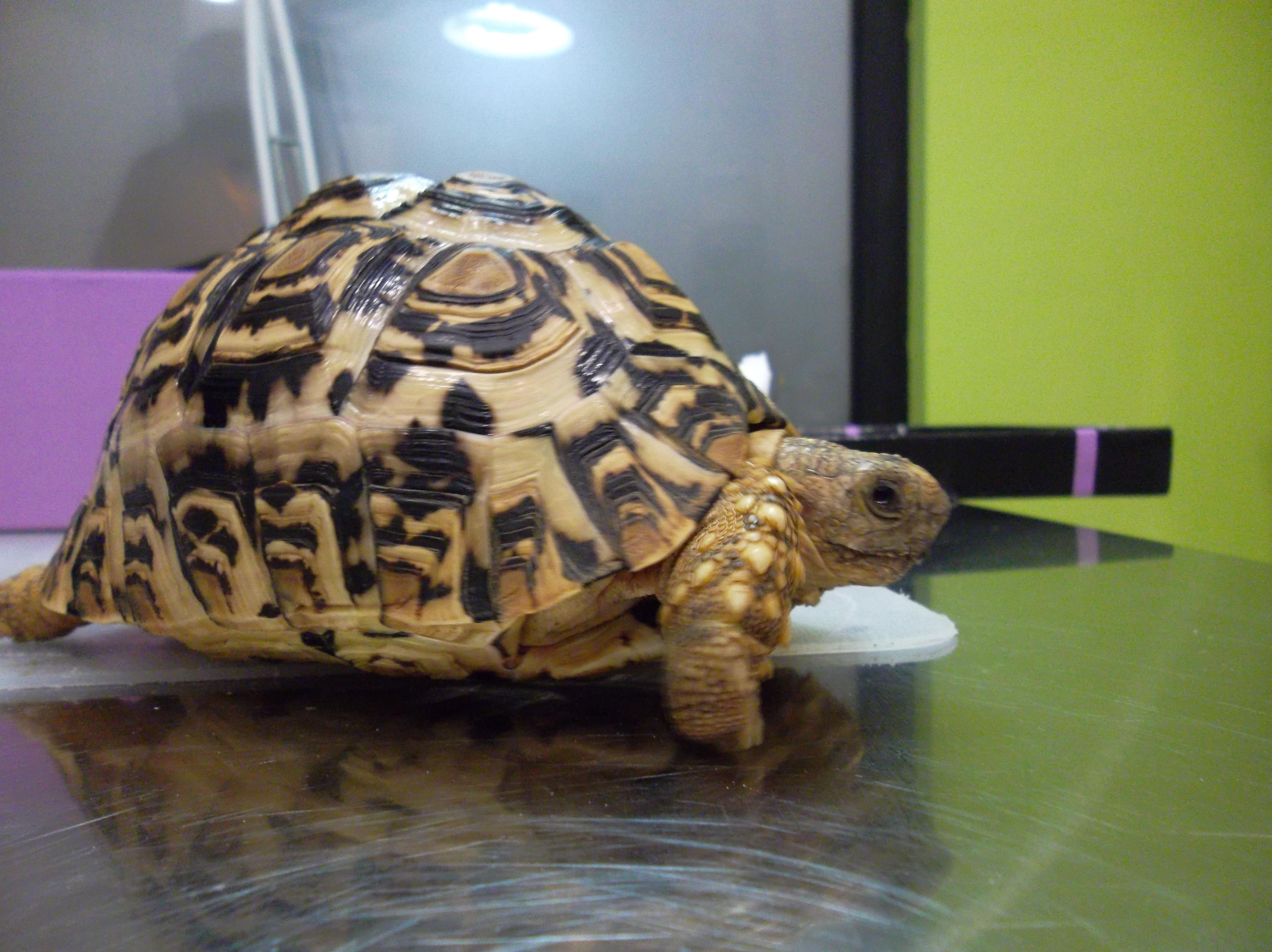 tortuga pardalis tratadada en selvatica clinica veterinaria tortuga pardalis tratadada en selvatica clinica veterinaria