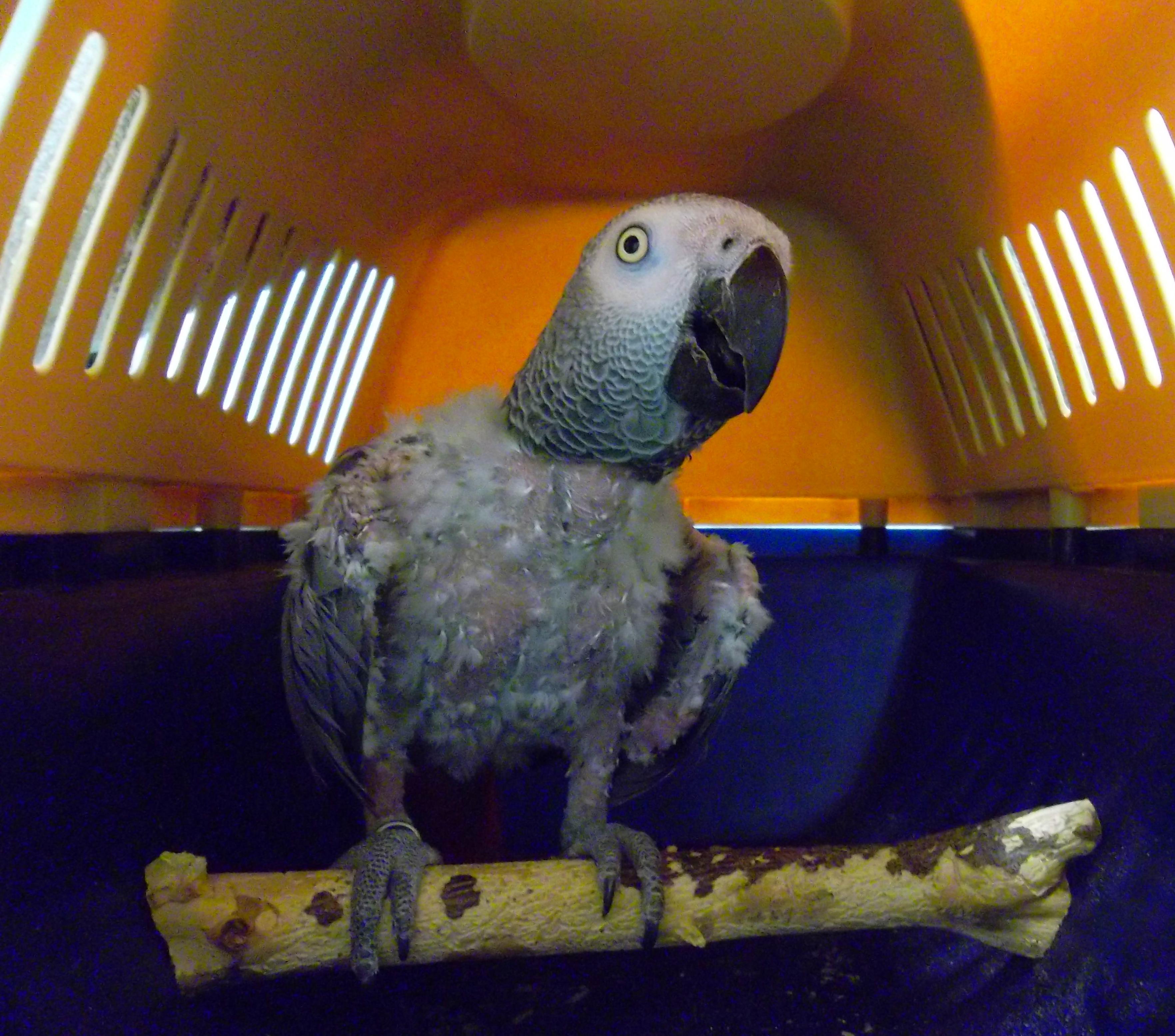 Yako con picaje Yako con picaje
