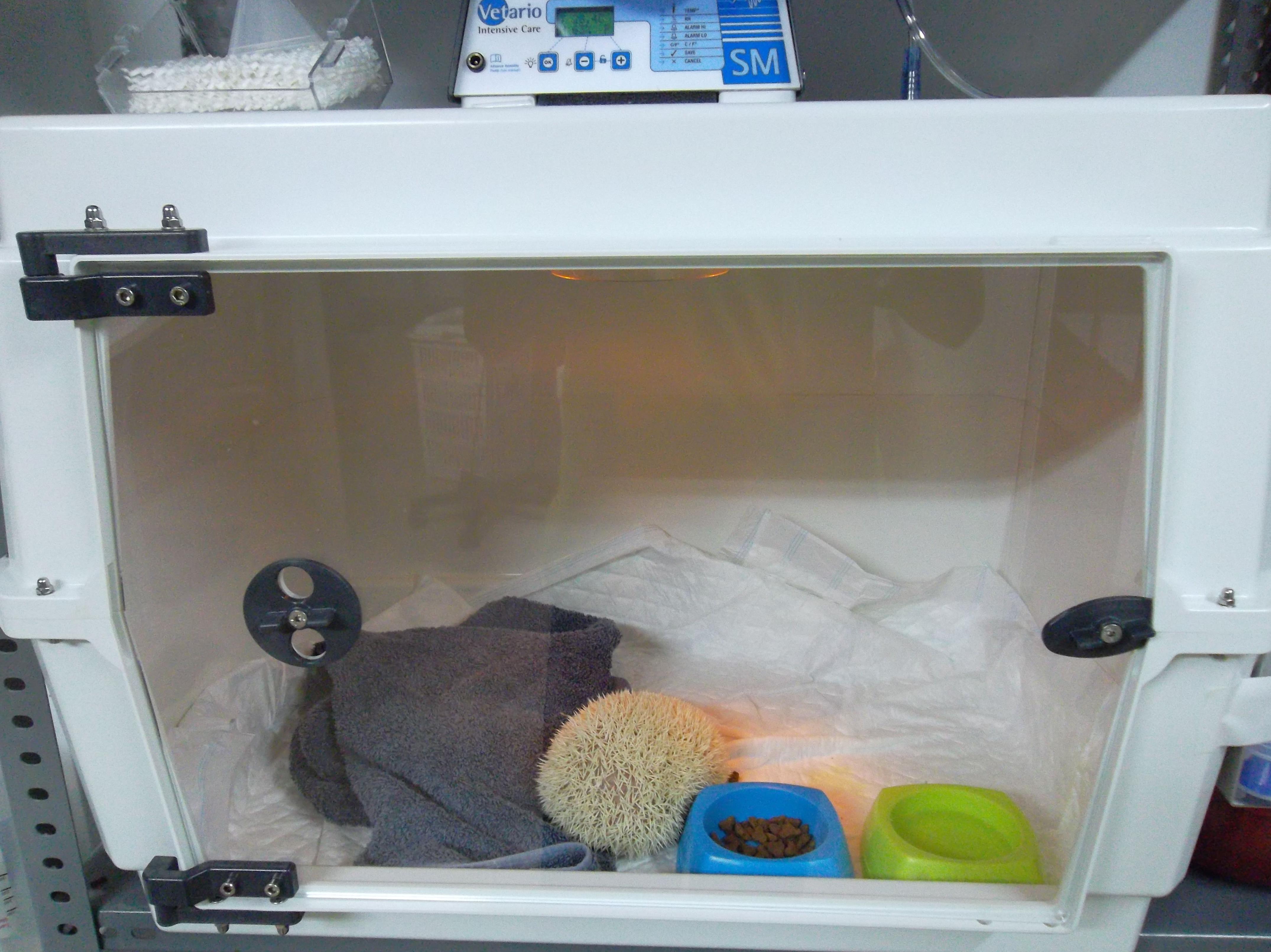 Hospitalización animales exóticos en la clínica veterinaria Selvática Hospitalización animales exóticos en la clínica veterinaria Selvática