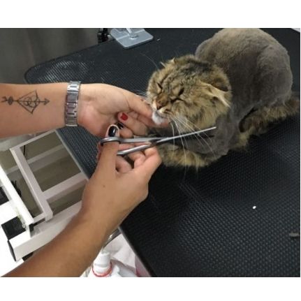 Peluquería felina: Productos y servicios de Academia de Estética Canina Woof Meow Peluquería felina: Productos y servicios de Academia de Estética Canina Woof Meow