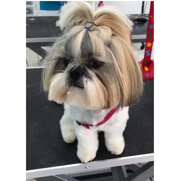 Peluquería y estilismo: Productos y servicios de Academia de Estética Canina Woof Meow Peluquería y estilismo: Productos y servicios de Academia de Estética Canina Woof Meow