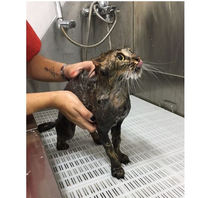 Peluquería felina: Productos y servicios de Academia de Estética Canina Woof Meow Peluquería felina: Productos y servicios de Academia de Estética Canina Woof Meow