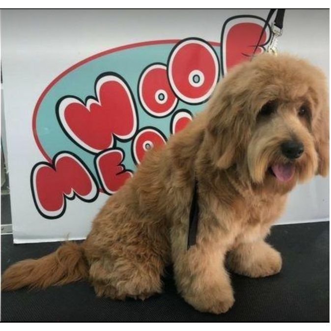 Peluquería y estilismo: Productos y servicios de Academia de Estética Canina Woof Meow Peluquería y estilismo: Productos y servicios de Academia de Estética Canina Woof Meow