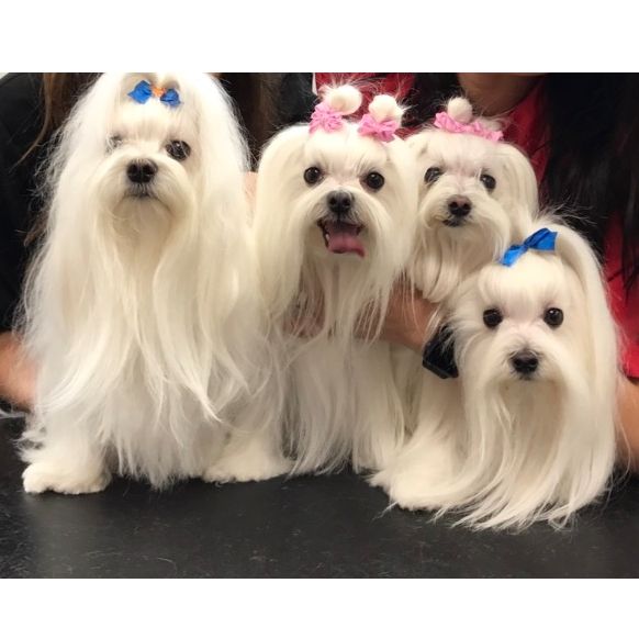 Peluquería y estilismo: Productos y servicios de Academia de Estética Canina Woof Meow Peluquería y estilismo: Productos y servicios de Academia de Estética Canina Woof Meow