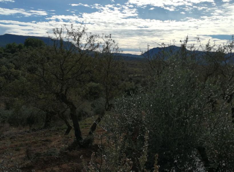Ref.- R-205 - Venta finca rústica a Marça: Inmuebles y fincas de Immobles Priorat Ref.- R-205 - Venta finca rústica a Marça: Inmuebles y fincas de Immobles Priorat
