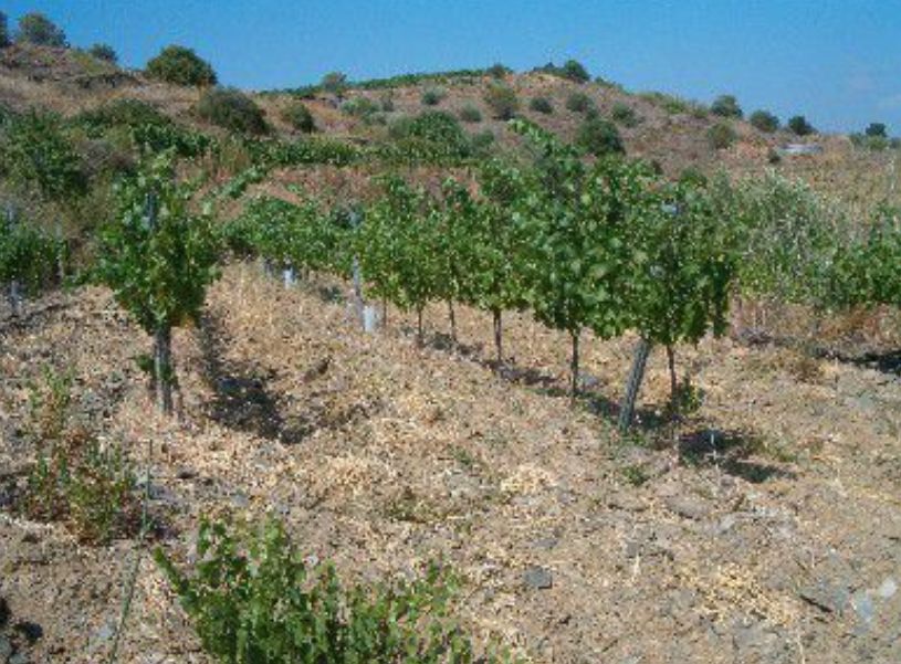 Ref.- R-121 - Venta Finca rústica en Gratallops: Inmuebles y fincas de Immobles Priorat Ref.- R-121 - Venta Finca rústica en Gratallops: Inmuebles y fincas de Immobles Priorat