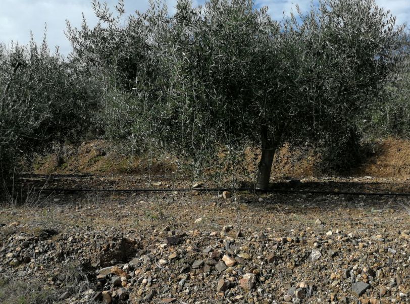 Ref.- R-205 - Venta finca rústica a Marça: Inmuebles y fincas de Immobles Priorat Ref.- R-205 - Venta finca rústica a Marça: Inmuebles y fincas de Immobles Priorat