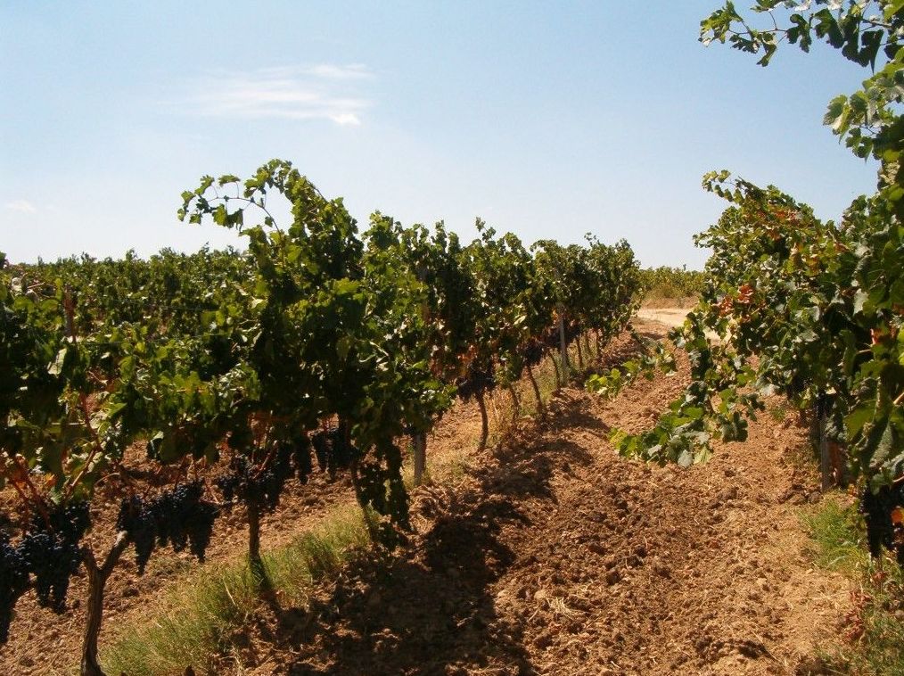 R-217. MARÇÀ (PRIORAT): Inmuebles y fincas de Immobles Priorat R-217. MARÇÀ (PRIORAT): Inmuebles y fincas de Immobles Priorat