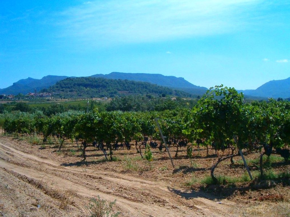 R-217. MARÇÀ (PRIORAT): Inmuebles y fincas de Immobles Priorat R-217. MARÇÀ (PRIORAT): Inmuebles y fincas de Immobles Priorat