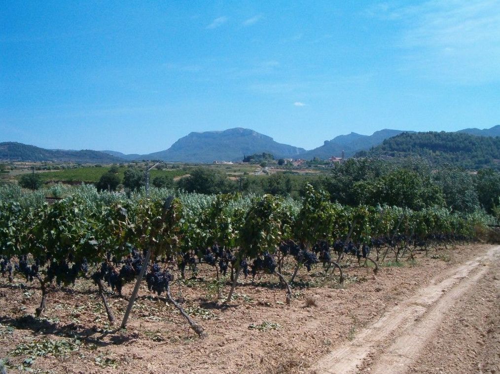 R-217. MARÇÀ (PRIORAT): Inmuebles y fincas de Immobles Priorat R-217. MARÇÀ (PRIORAT): Inmuebles y fincas de Immobles Priorat