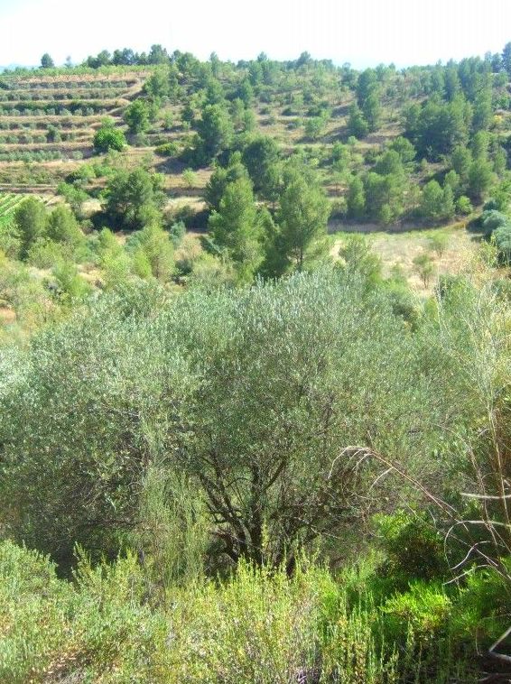 R-423. EL MASROIG (PRIORAT): Inmuebles y fincas de Immobles Priorat R-423. EL MASROIG (PRIORAT): Inmuebles y fincas de Immobles Priorat