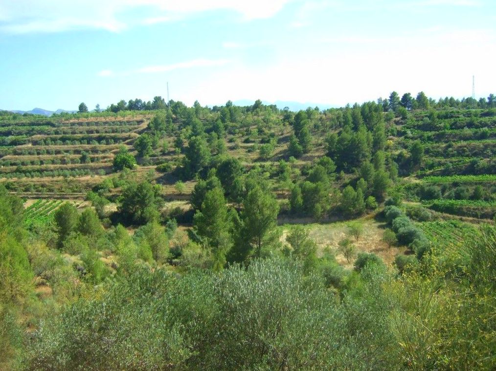 R-423. EL MASROIG (PRIORAT): Inmuebles y fincas de Immobles Priorat R-423. EL MASROIG (PRIORAT): Inmuebles y fincas de Immobles Priorat