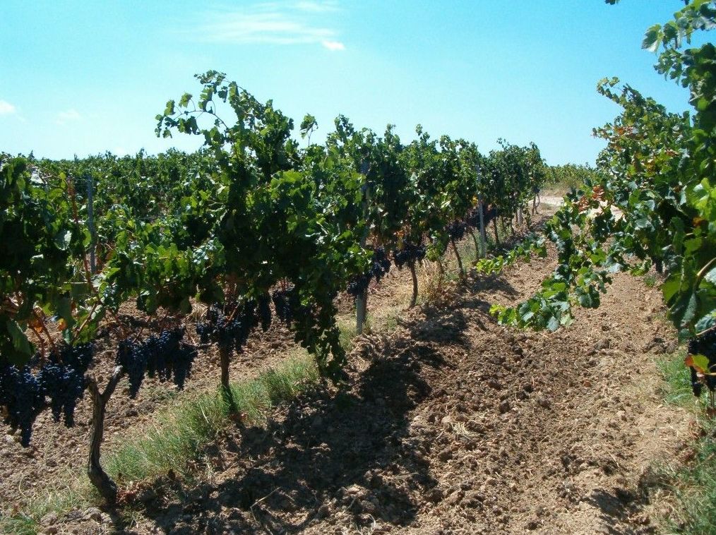 R-217. MARÇÀ (PRIORAT): Inmuebles y fincas de Immobles Priorat R-217. MARÇÀ (PRIORAT): Inmuebles y fincas de Immobles Priorat