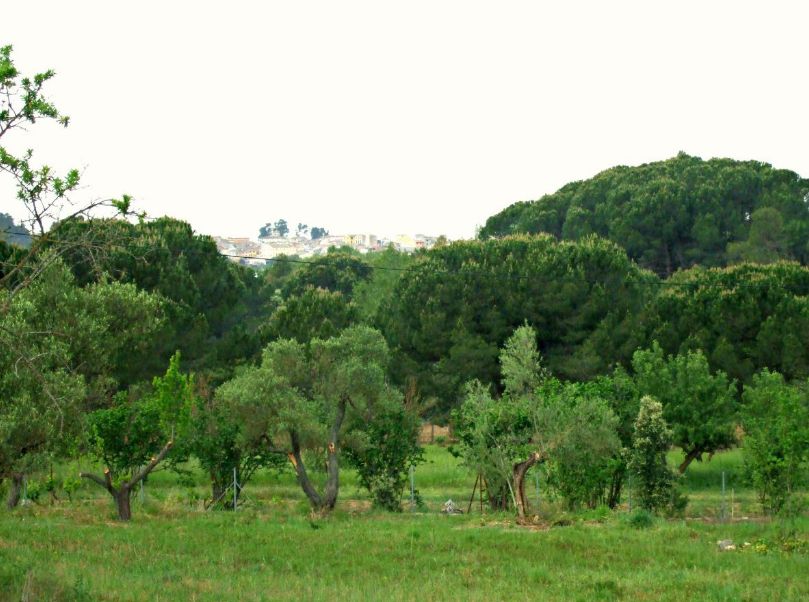 Ref.- R-439 - Venda Finca rústica a Marça: Inmuebles y fincas de Immobles Priorat Ref.- R-439 - Venda Finca rústica a Marça: Inmuebles y fincas de Immobles Priorat