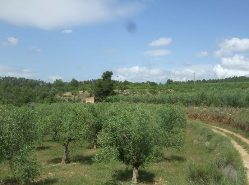 Ref.- R-463 Venta Finca rústica en Guiamets: Inmuebles y fincas de Immobles Priorat Ref.- R-463 Venta Finca rústica en Guiamets: Inmuebles y fincas de Immobles Priorat