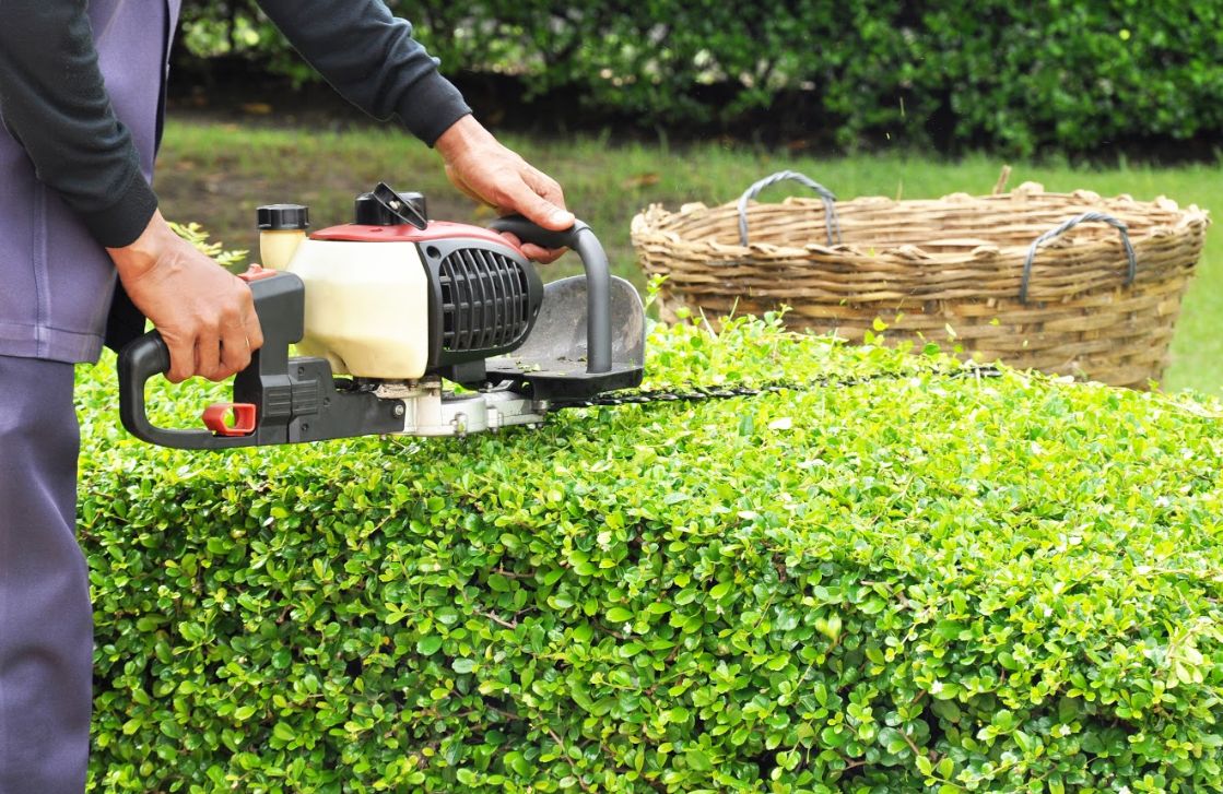 Podas: Servicios de Jardines Salvador Podas: Servicios de Jardines Salvador